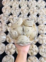 Một số nét cơ bản về quy trình thu hoạch tổ yến